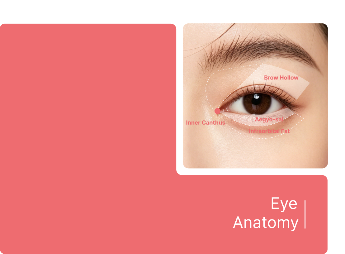 Eye anatomy diagram