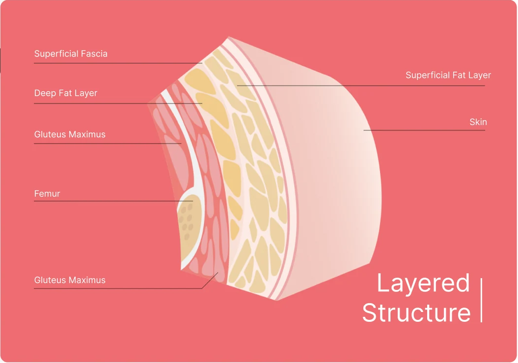 Layered structure of body tissue