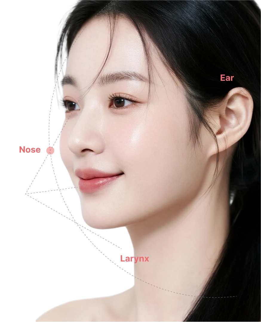 Aesthetic rhinoplasty facial proportion