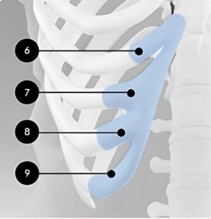 Nasal Septal Cartilage