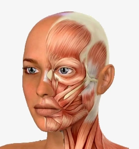 Autologous Fascia